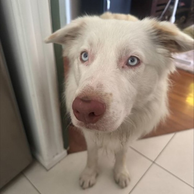 Photo of Aspen
