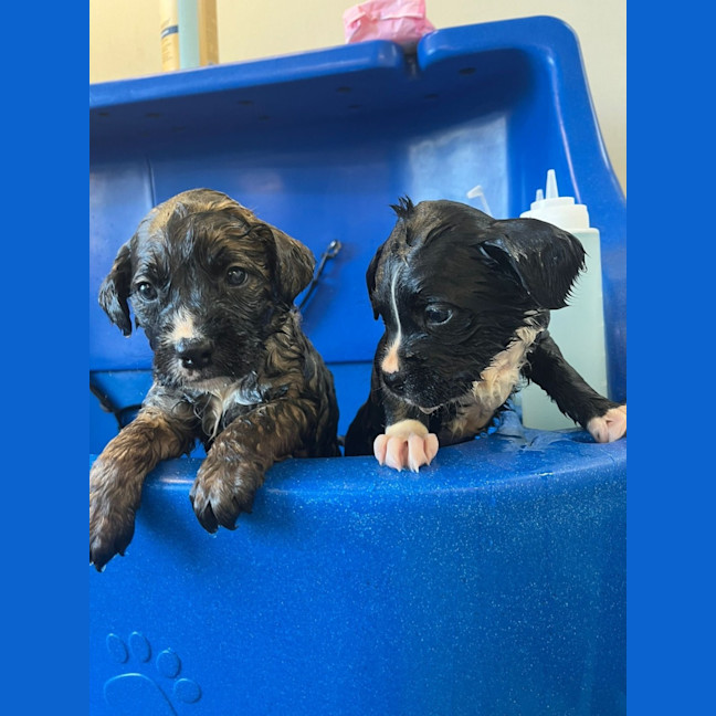 Photo of Dennis Reynolds 