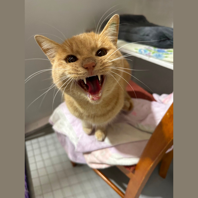 Photo of Ginger Meggs