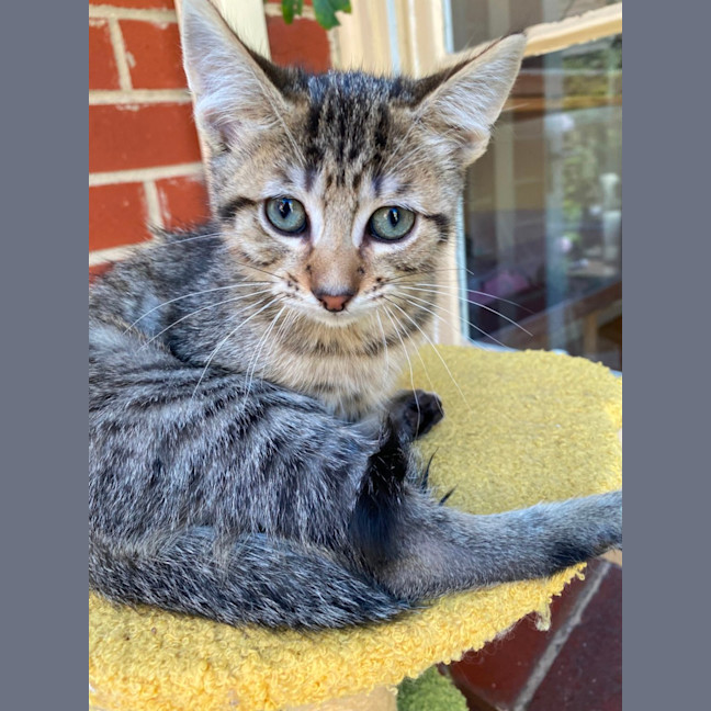 Photo of Gadget