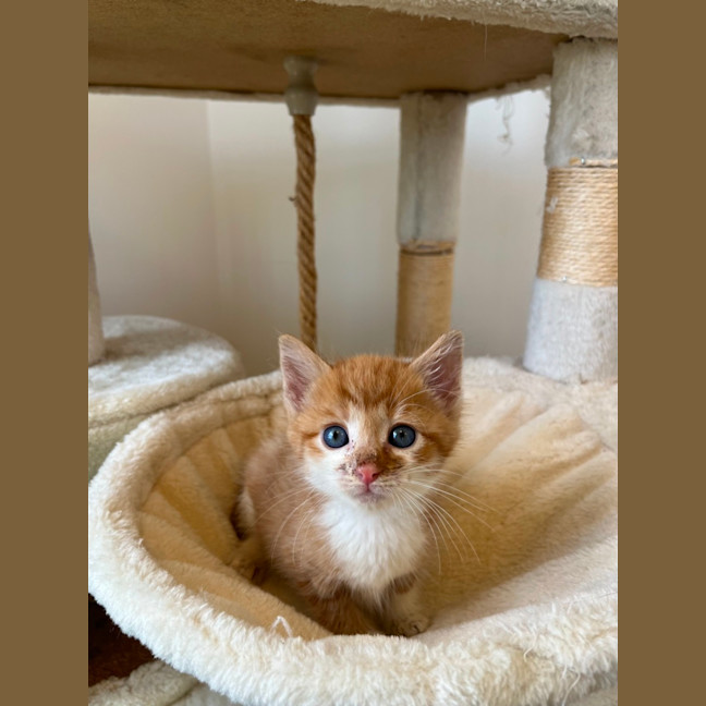 Photo of Ginger Kitten 2