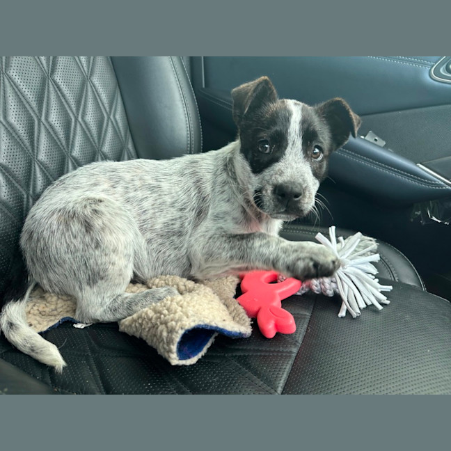 Photo of Shiela (Noo Noo)