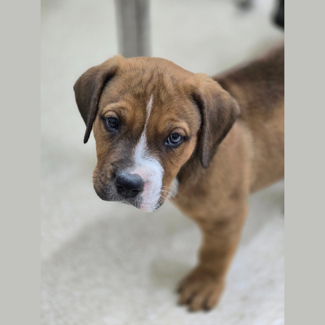 Photo of Butterbean   7 Week Old Rottweiler X Staffy