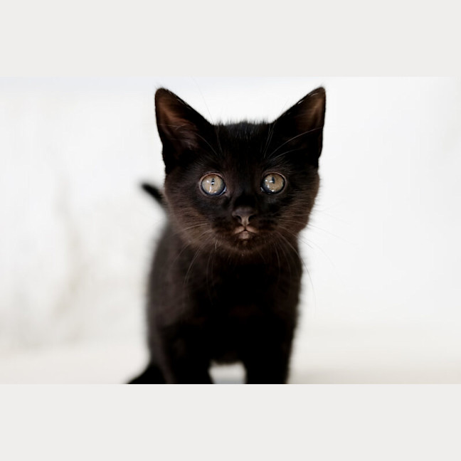 Photo of Indie
