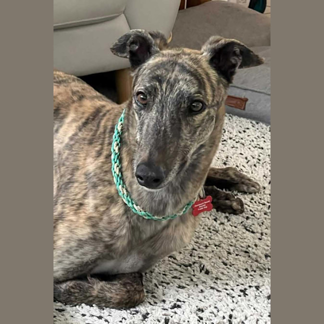 Photo of Tyson, The Greyhound