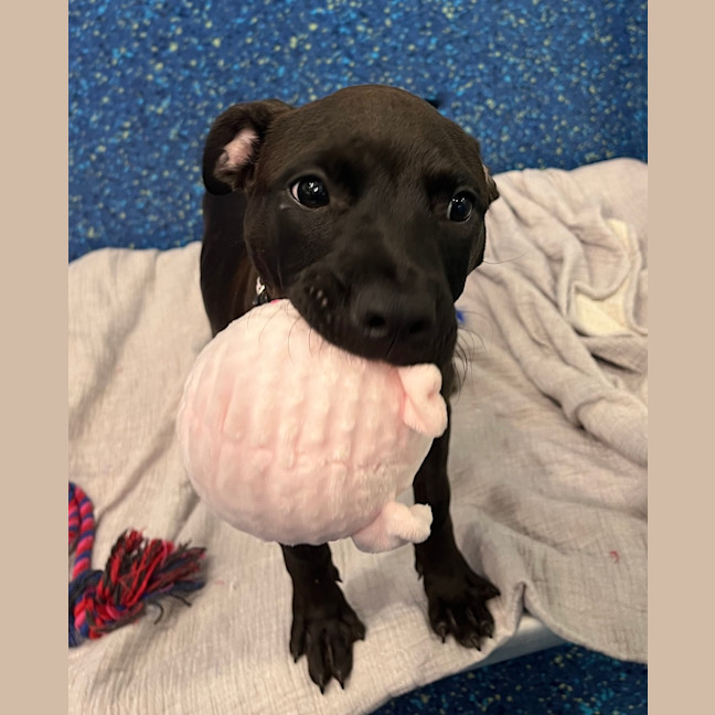 Photo of Poppy