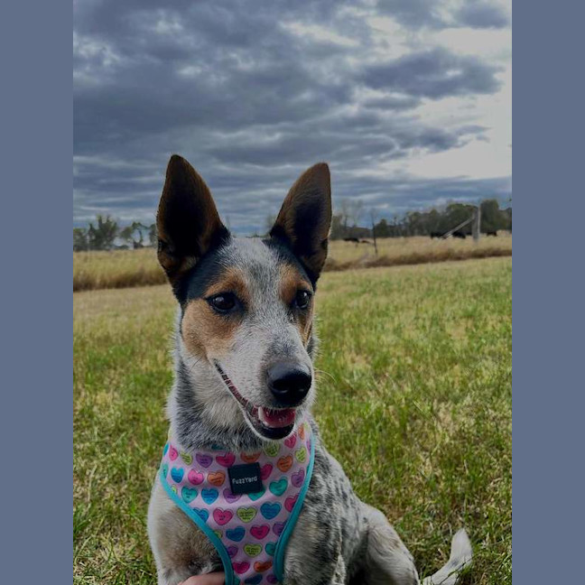 Photo of Tilly