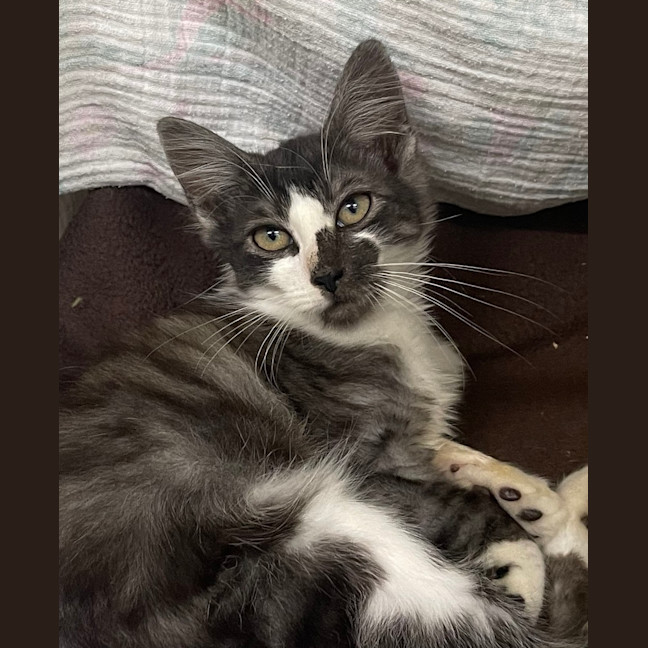 Photo of Pickles