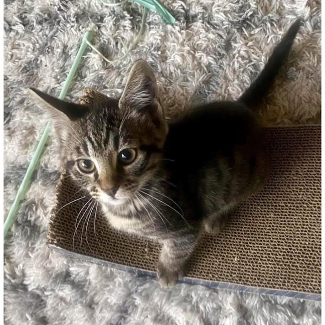 Photo of 12418   Muppet