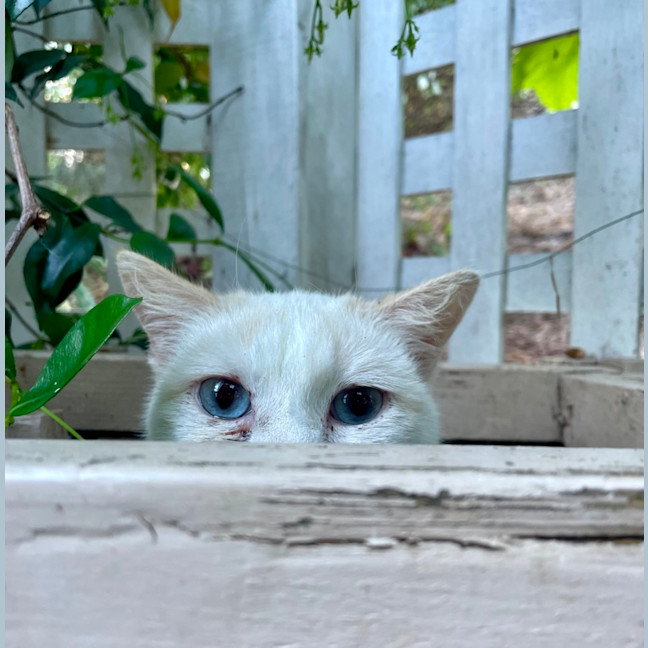 Photo of Bianca