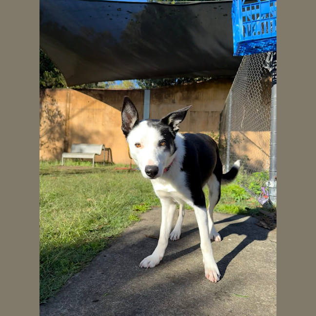 Photo of Pippy