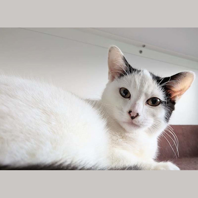 Photo of Yang