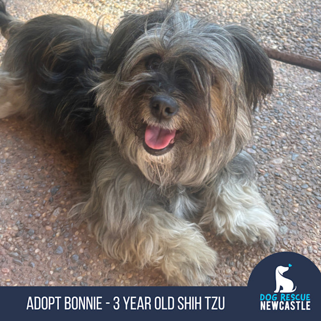 Photo of Bonnie   3 Year Old Shih Tzu