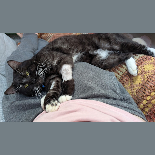 Photo of Guinness