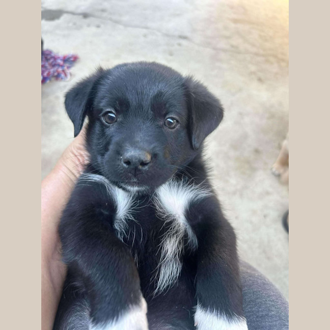 Photo of The Hawaiian Boys!