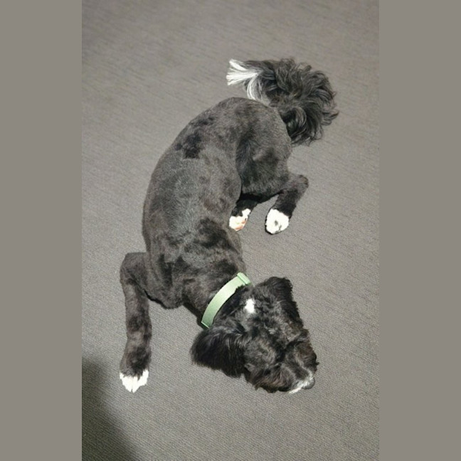 Photo of Dimond   10 Month Old Poodle X Staffy