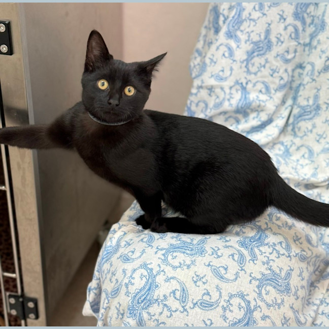 Photo of Jett (9001)