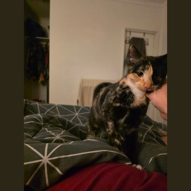 Photo of Calypso
