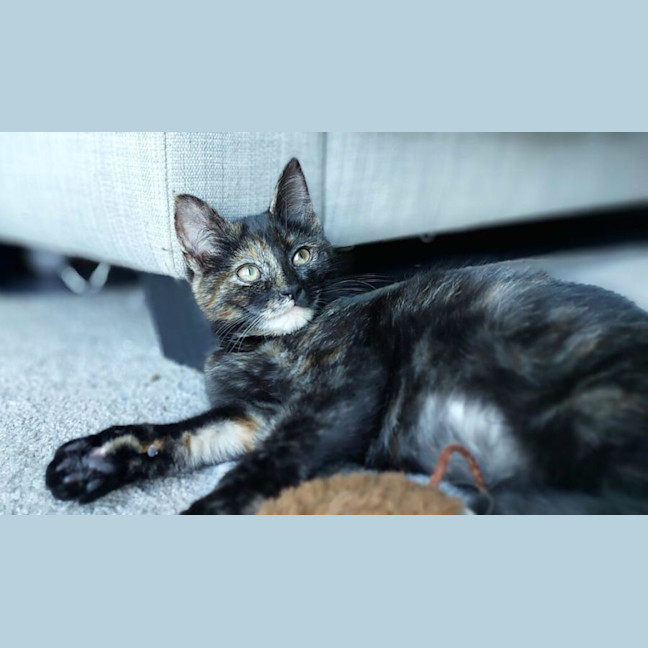 Photo of Billie Eilish