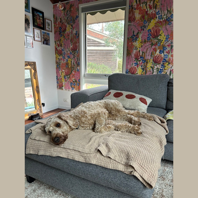 Photo of Brodie