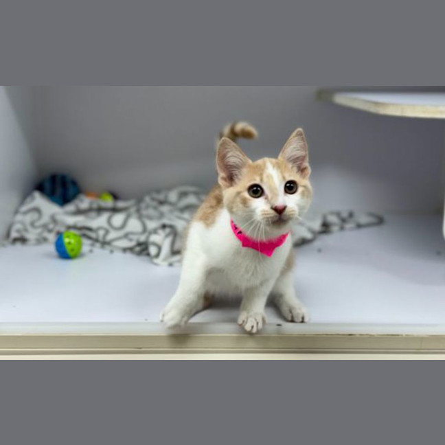 Photo of Ginger