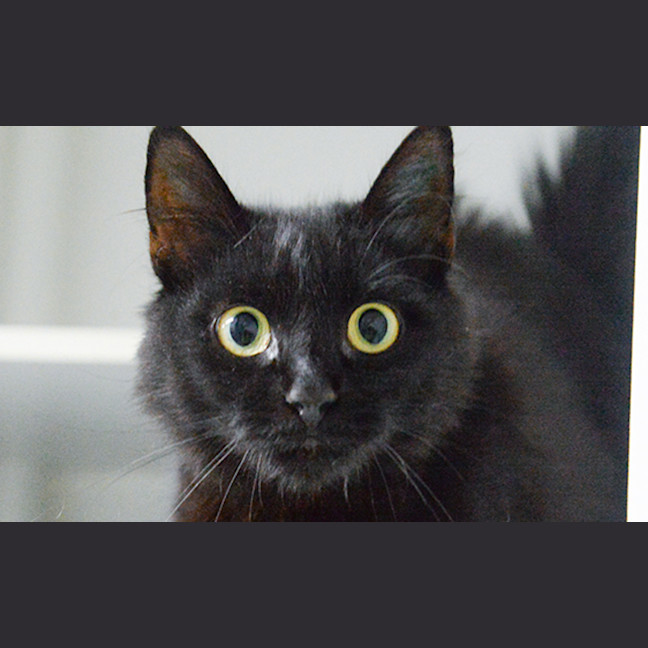 Photo of Myfanwy