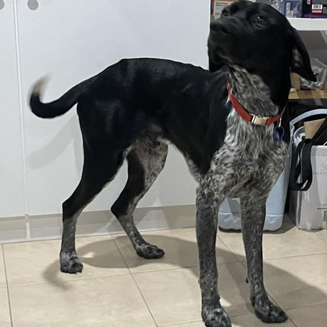 Photo of Rocco