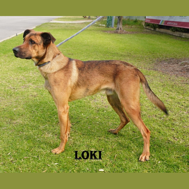 Photo of Loki