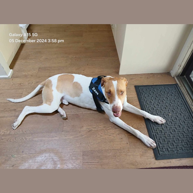 Photo of Zeus