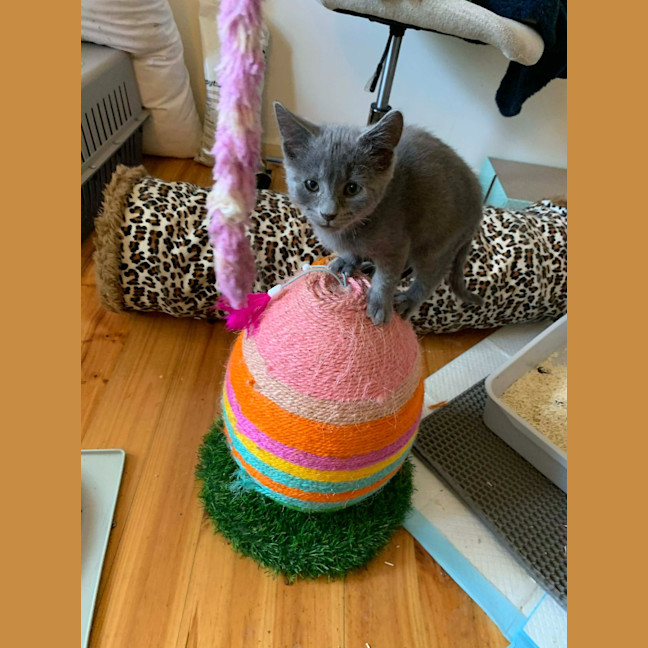 Photo of Finn (Was Haze)