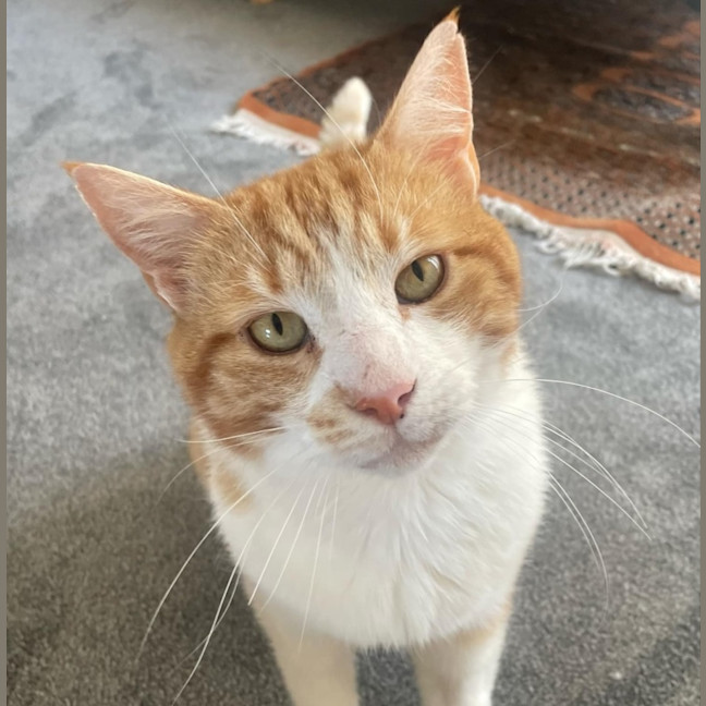 Photo of Willy Wonka