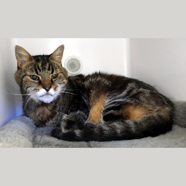 Photo of Tiger Sua014302