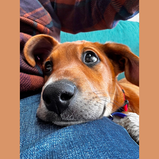 Photo of Abbie   4 Month Old Bull Arab X