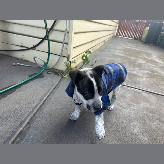 Photo of Shiela (Noo Noo)