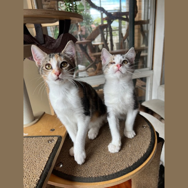 Photo of Marmalade & Honey