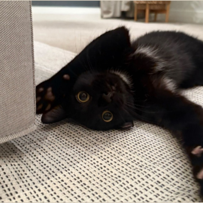 Photo of Night Rider