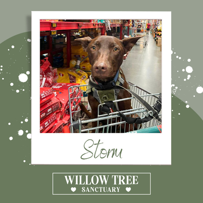Photo of Storm