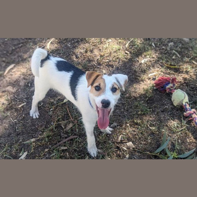 Photo of Scooter