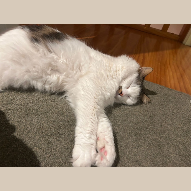 Photo of Archie