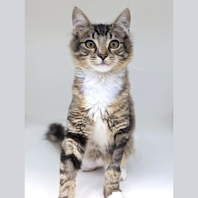 Photo of Meeka