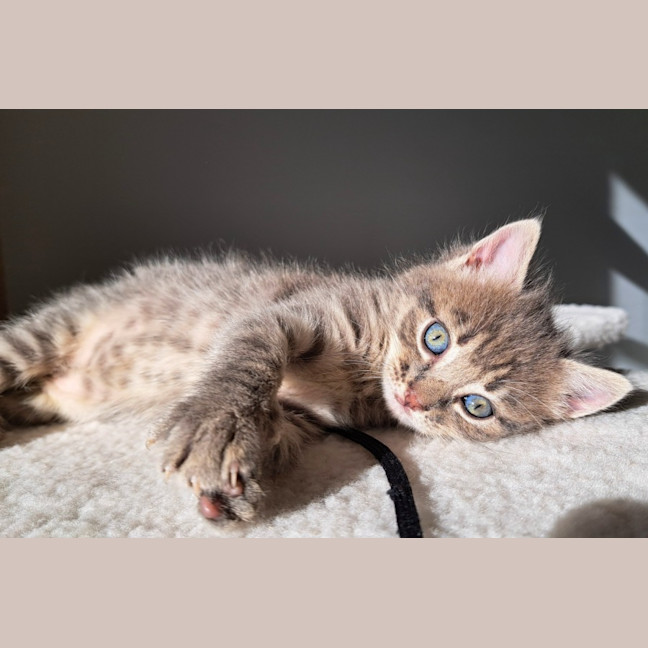 Photo of C1467 Myrtle