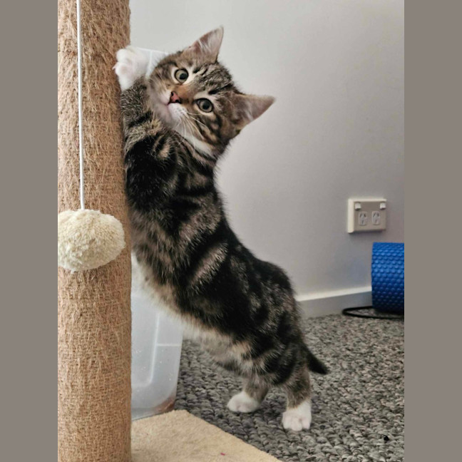 Photo of Lumi & Nova