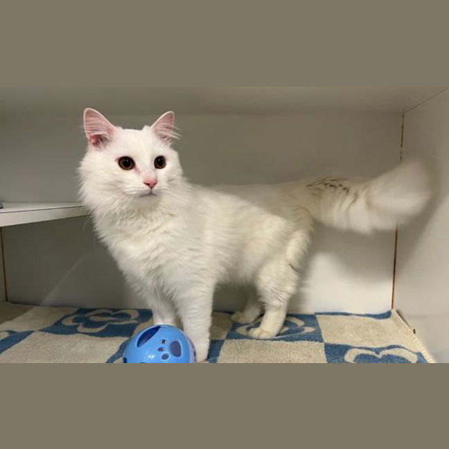 Photo of Frosty