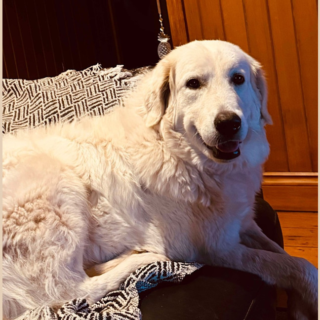 Photo of Blondie