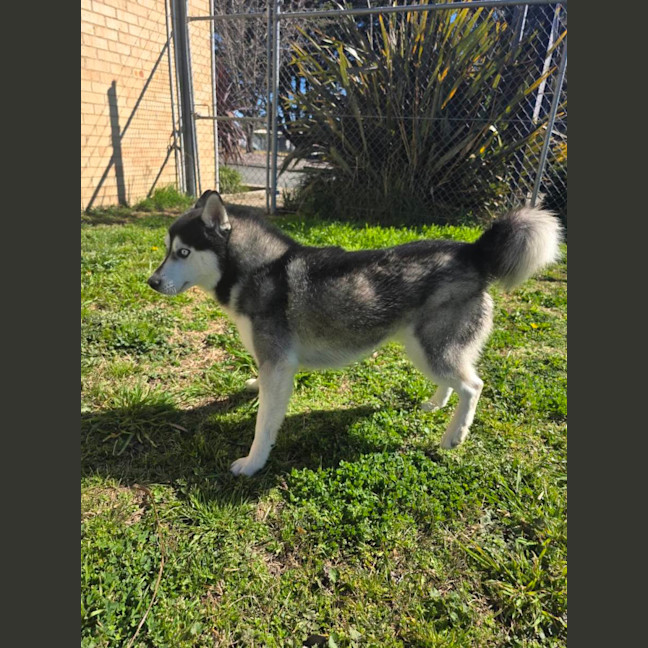 Photo of Bolt