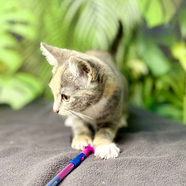 Photo of Opal (Located In Preston) 