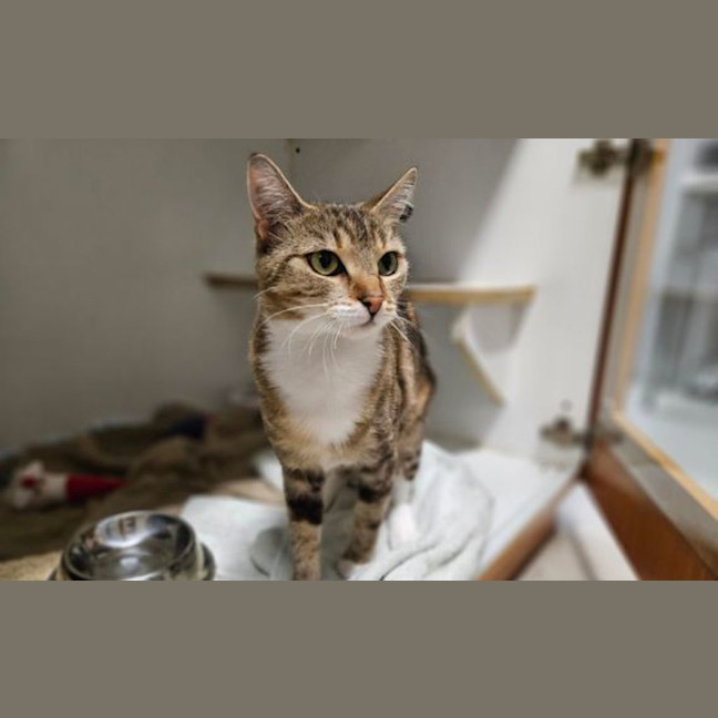 Photo of Bambolina
