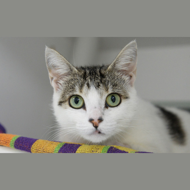 Photo of Aggie
