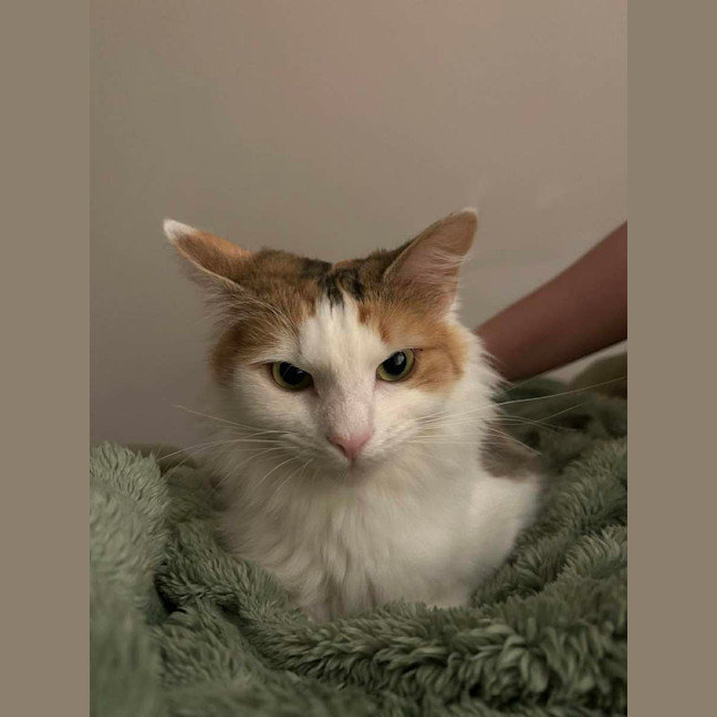 Photo of Missy