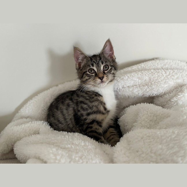 Photo of Caesar